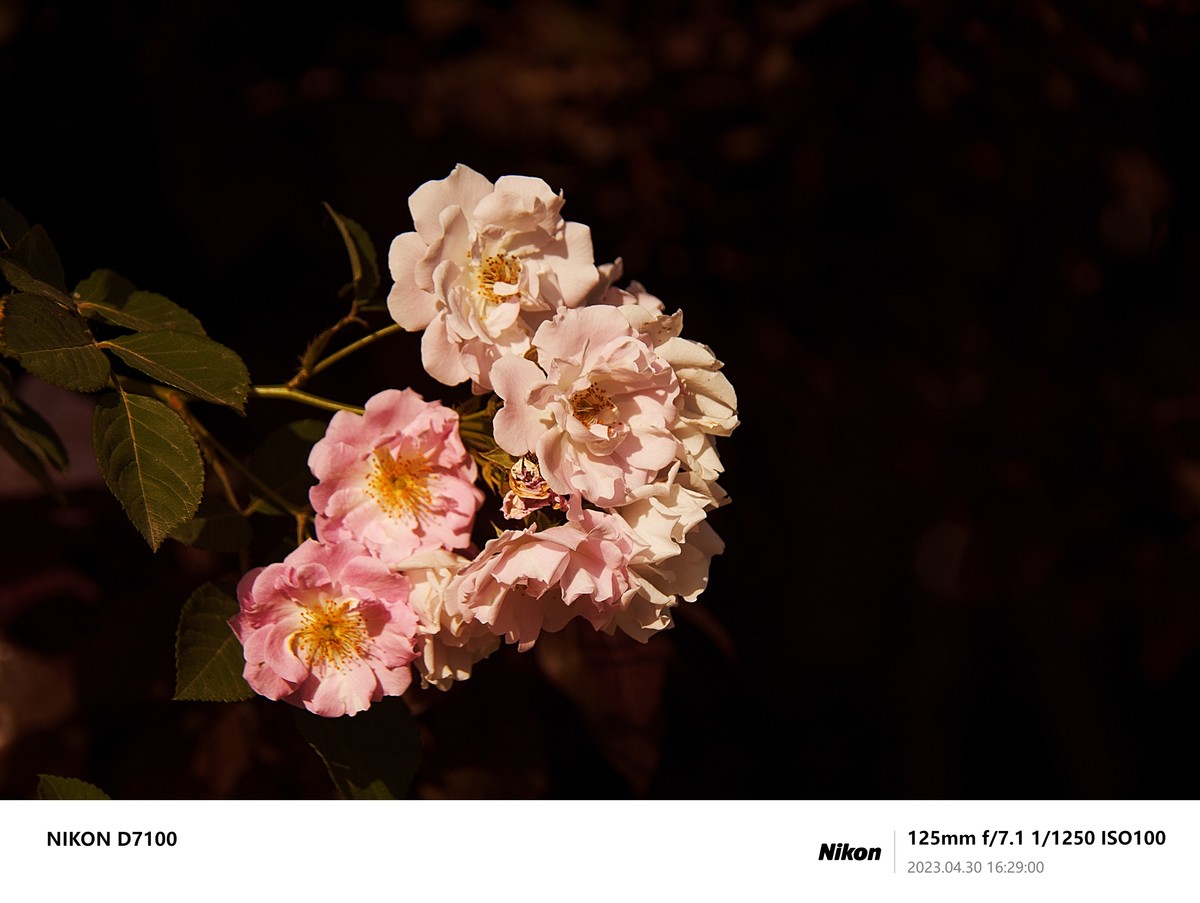 之前D7100拍的最后一些照片，给整理下，留个纪念