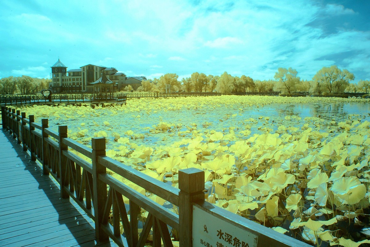 闫家岗农场荷花塘与稻田