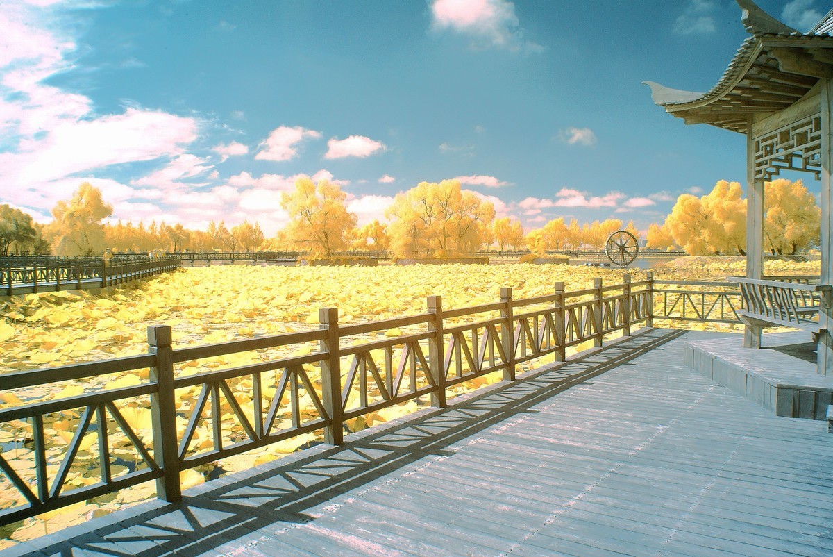 闫家岗农场荷花塘与稻田