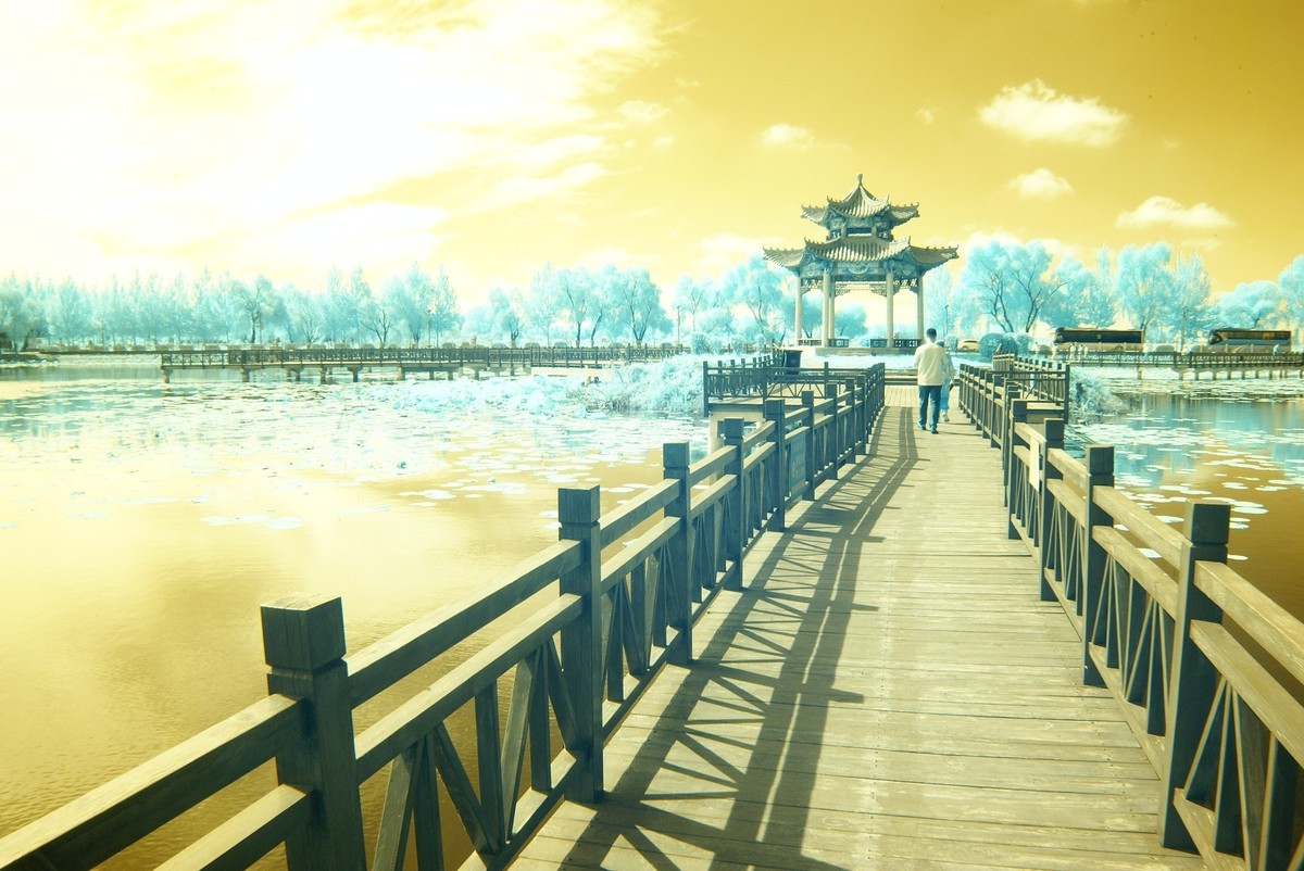 闫家岗农场荷花塘与稻田