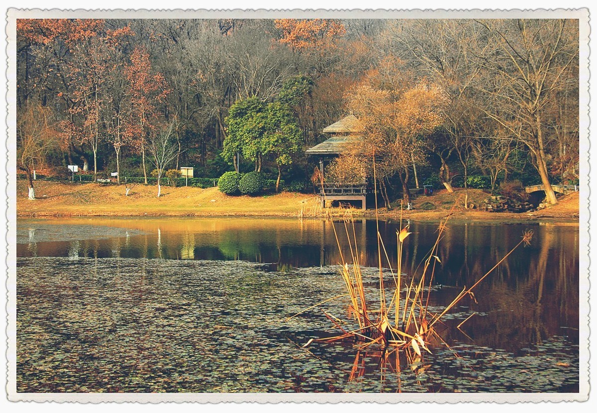 枯黄、暗淡的琵琶湖