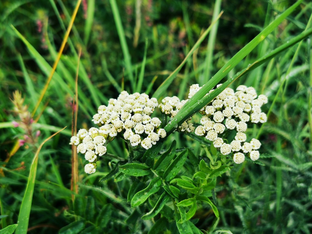 春暖花开的京北草原大汗行宫~~