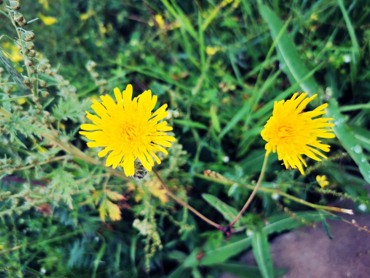 春暖花开的京北草原大汗行宫~~