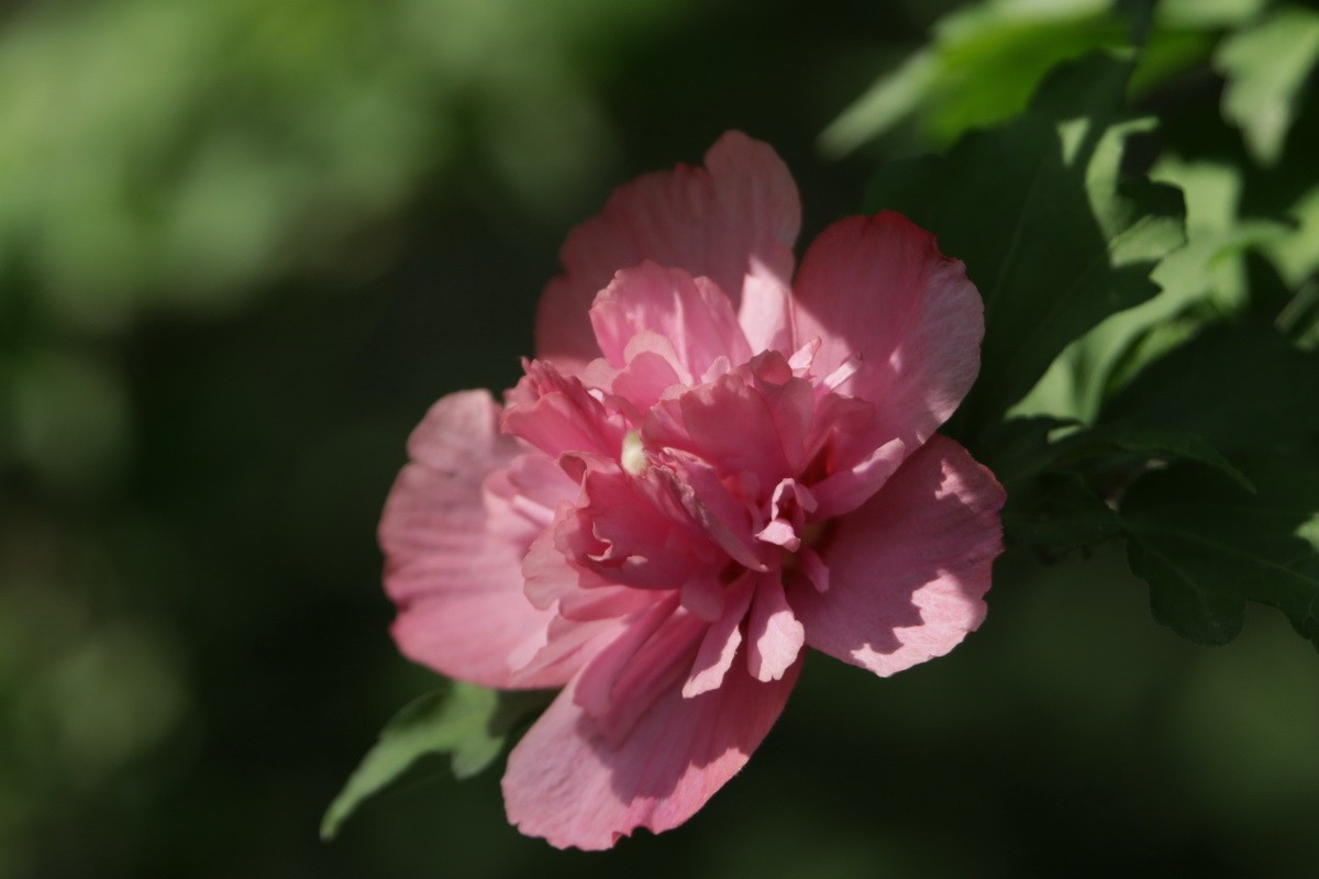 关东百花园（369）——重瓣木槿花