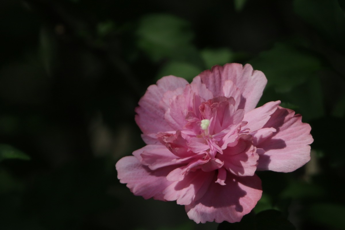 关东百花园（369）——重瓣木槿花