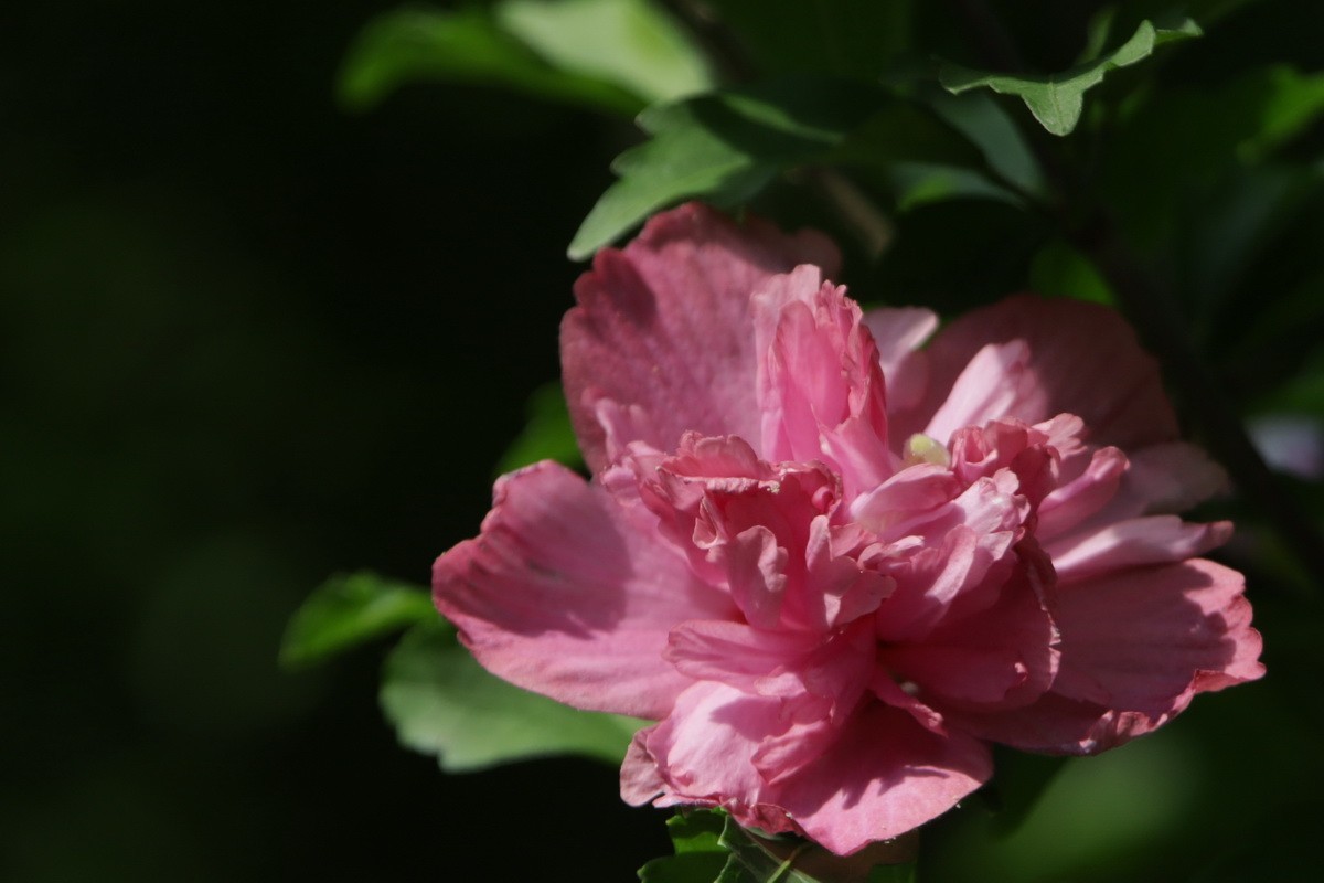 关东百花园（369）——重瓣木槿花