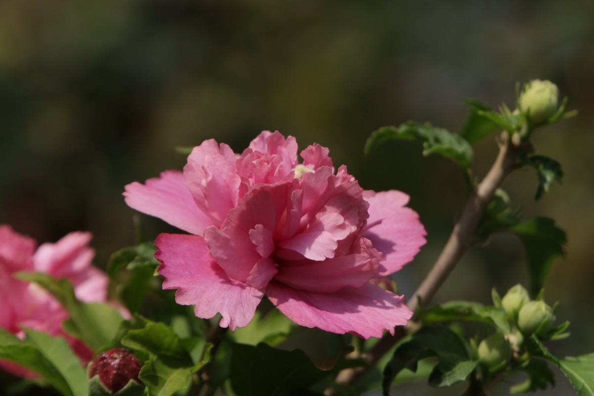 关东百花园（369）——重瓣木槿花