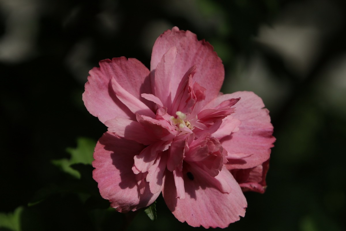 关东百花园（369）——重瓣木槿花