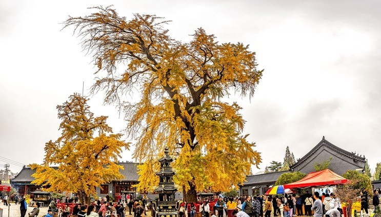 青岛法海寺的白果树