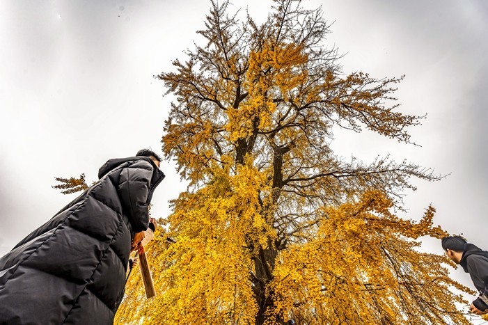 青岛法海寺的白果树