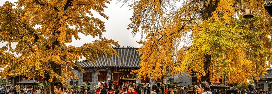 青岛法海寺的白果树