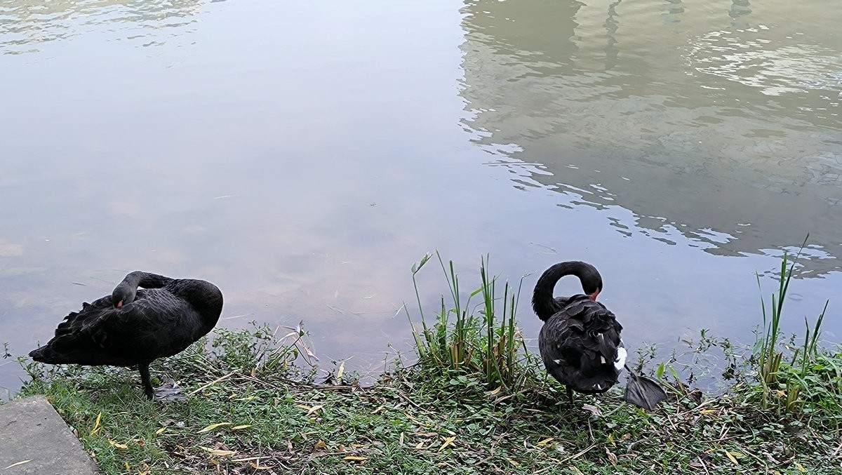 漫步星城 走街串巷（481）天鹅湖的夏季