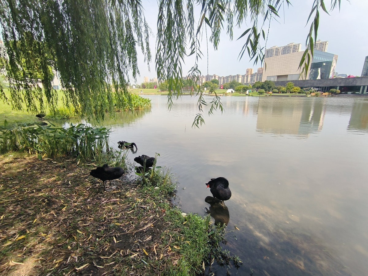 漫步星城 走街串巷（481）天鹅湖的夏季