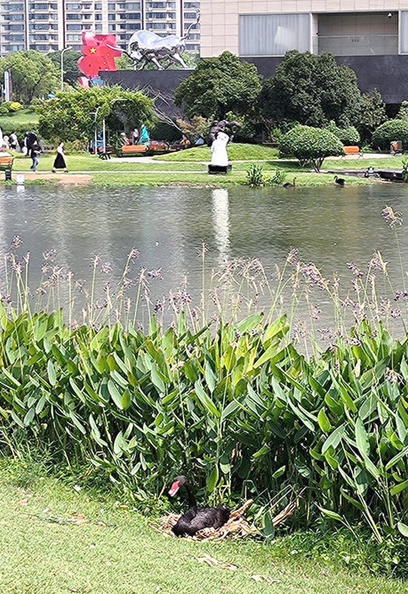 漫步星城 走街串巷（481）天鹅湖的夏季