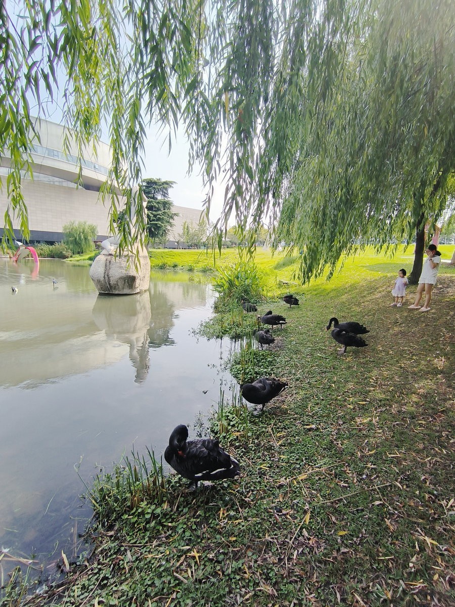 漫步星城 走街串巷（481）天鹅湖的夏季