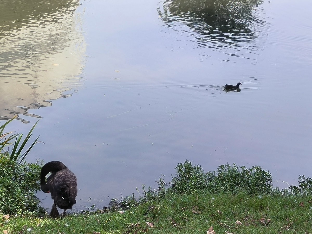 漫步星城 走街串巷（481）天鹅湖的夏季