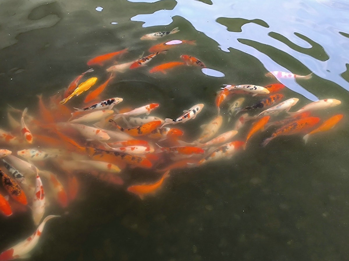 漫步星城 走街串巷（481）天鹅湖的夏季