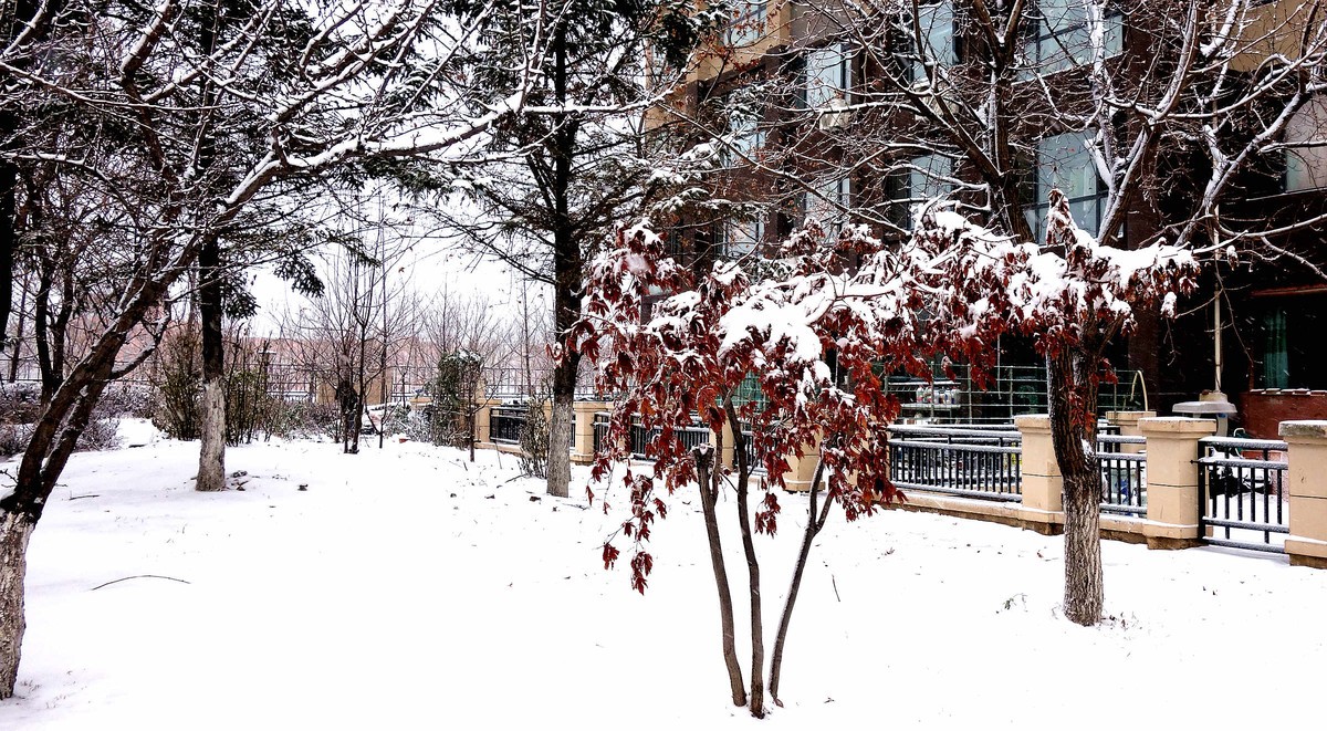 小区今年第一次下雪
