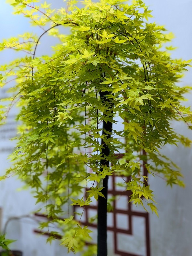 园艺博览会【1】