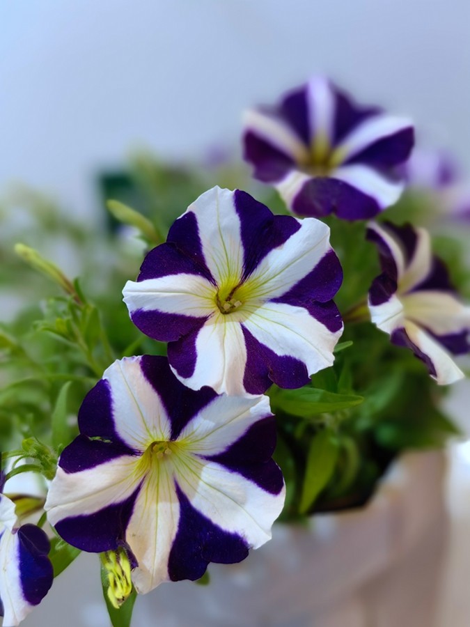 园艺博览会【1】