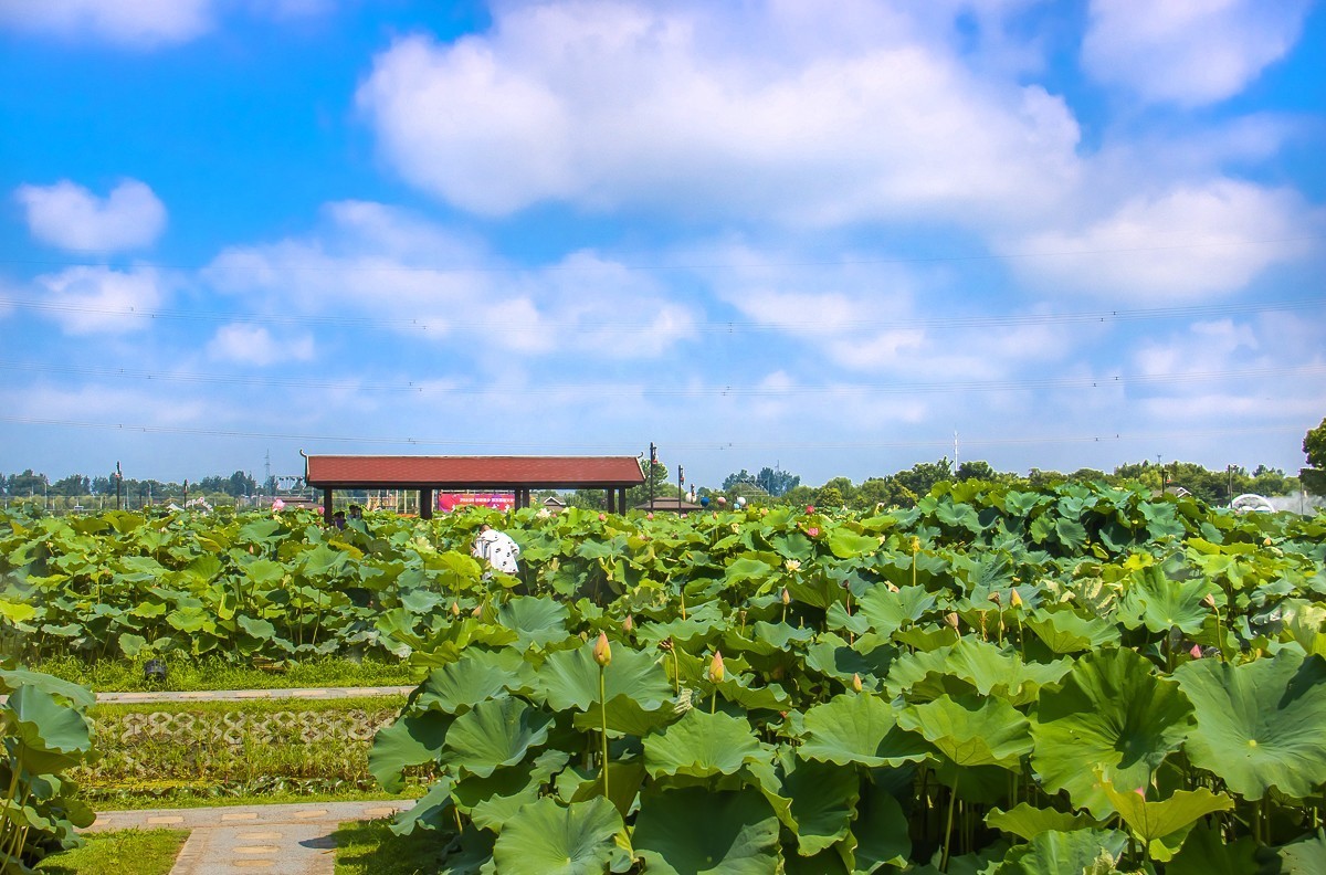 2023-08-16南京西梗莲乡（七）