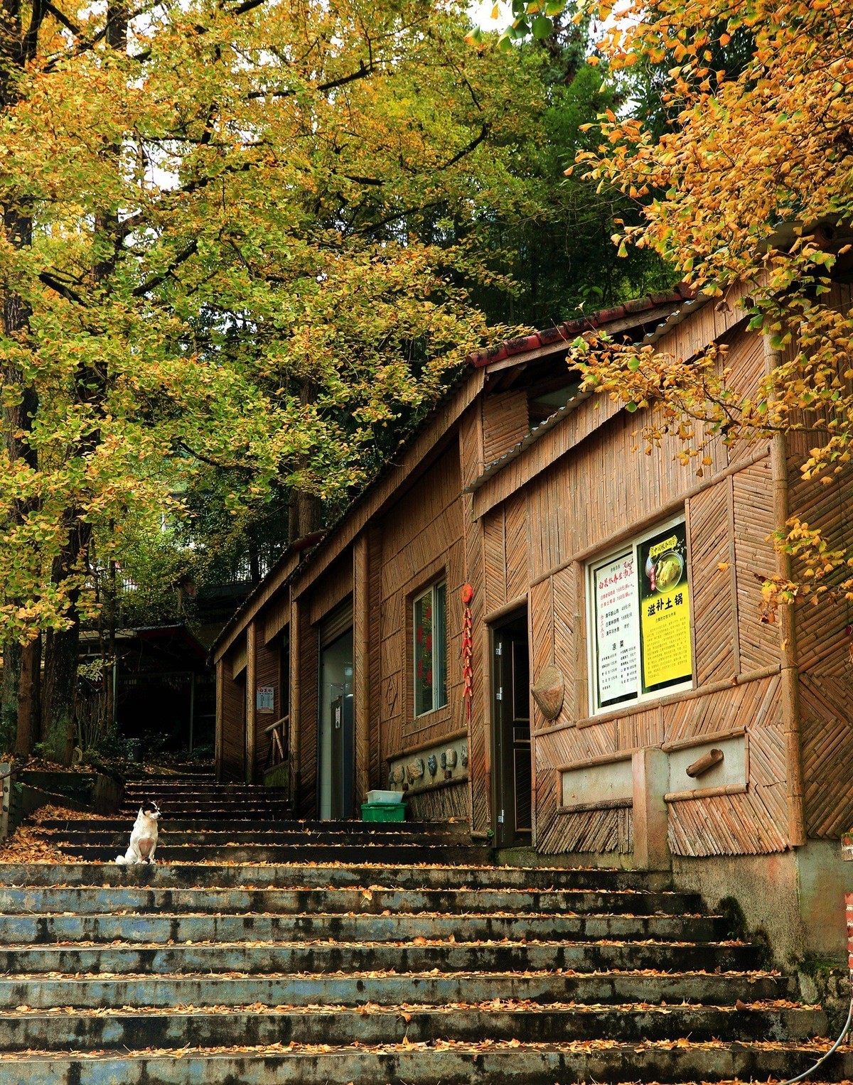 清坪镇银杏黄了，