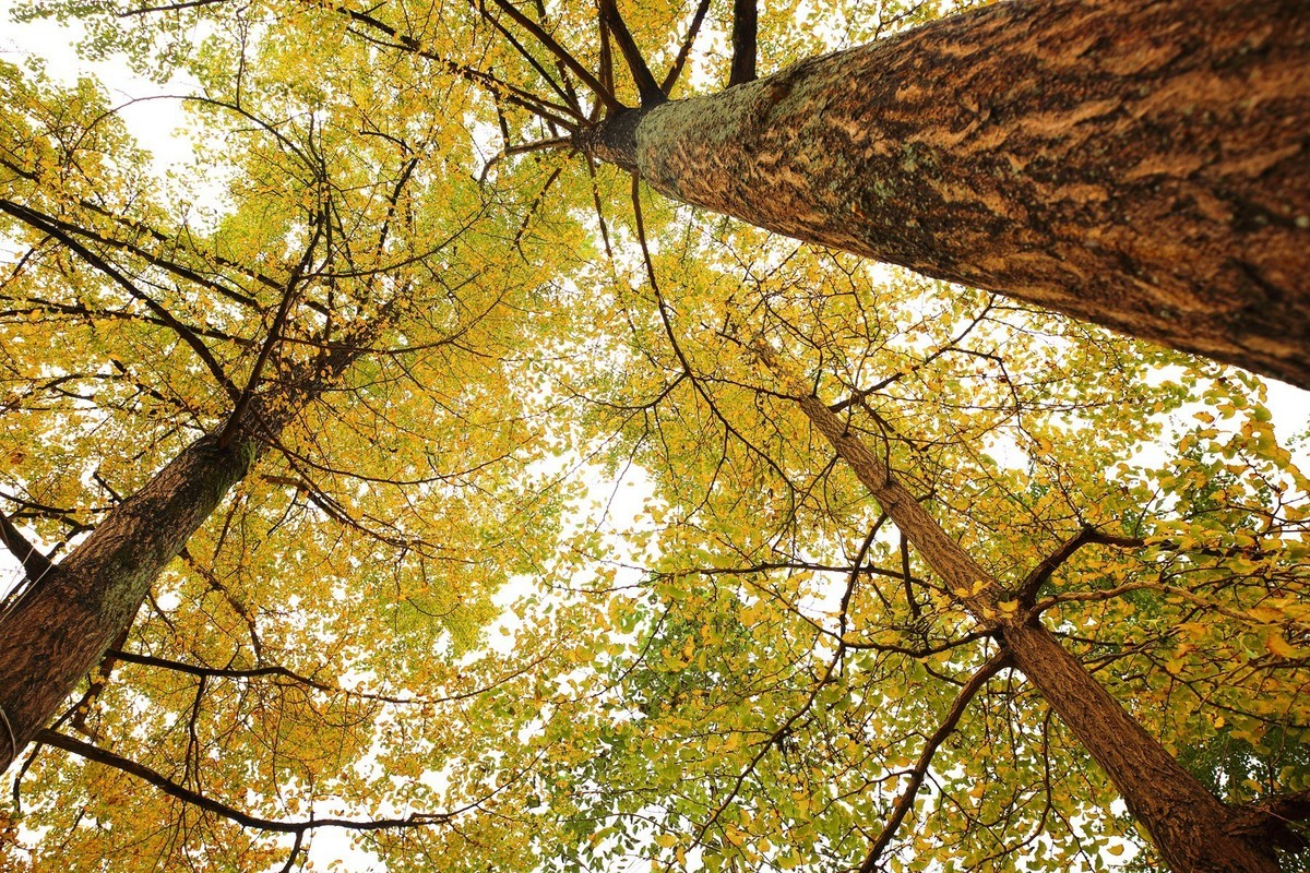 清坪镇银杏黄了，