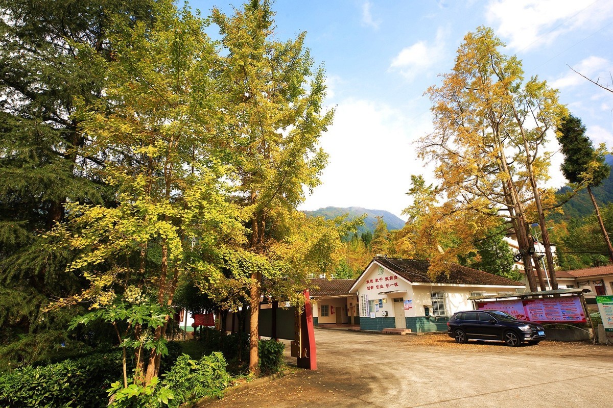 清坪镇银杏黄了，