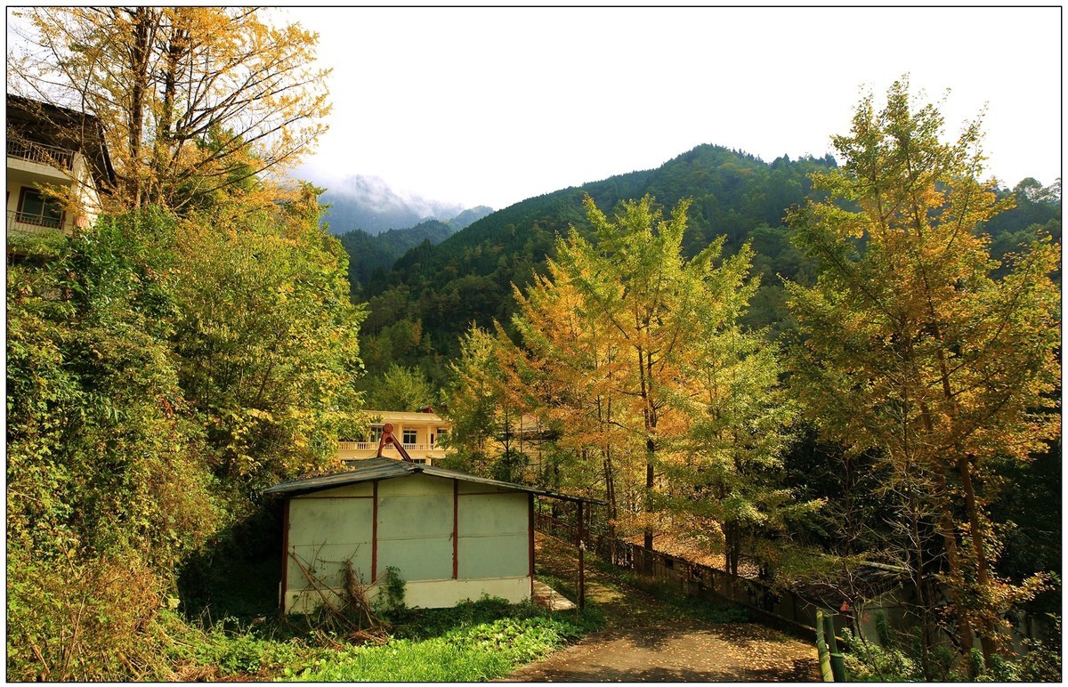 清坪镇银杏黄了，