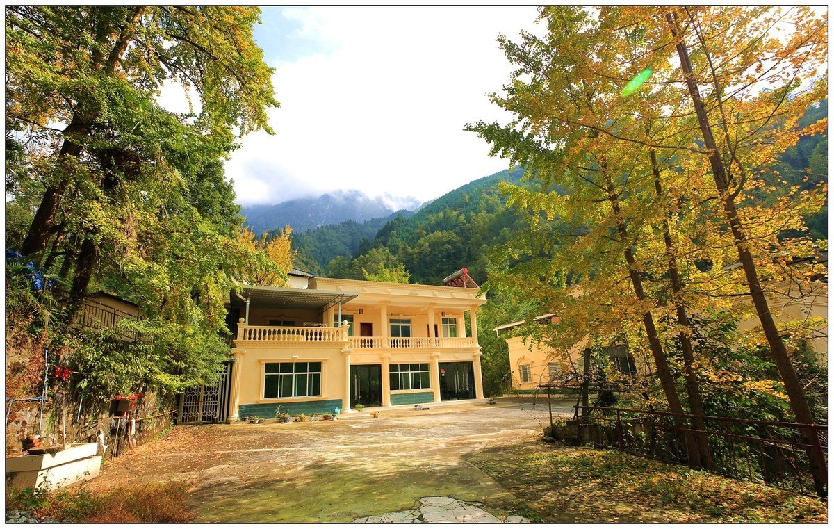 清坪镇银杏黄了，