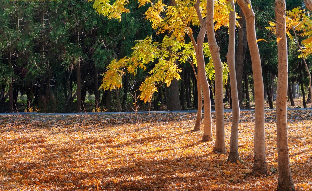 满地尽落黄金叶