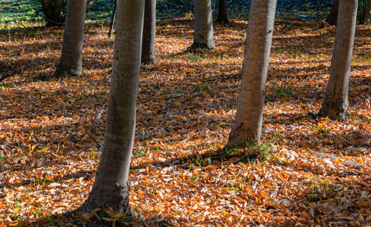 满地尽落黄金叶