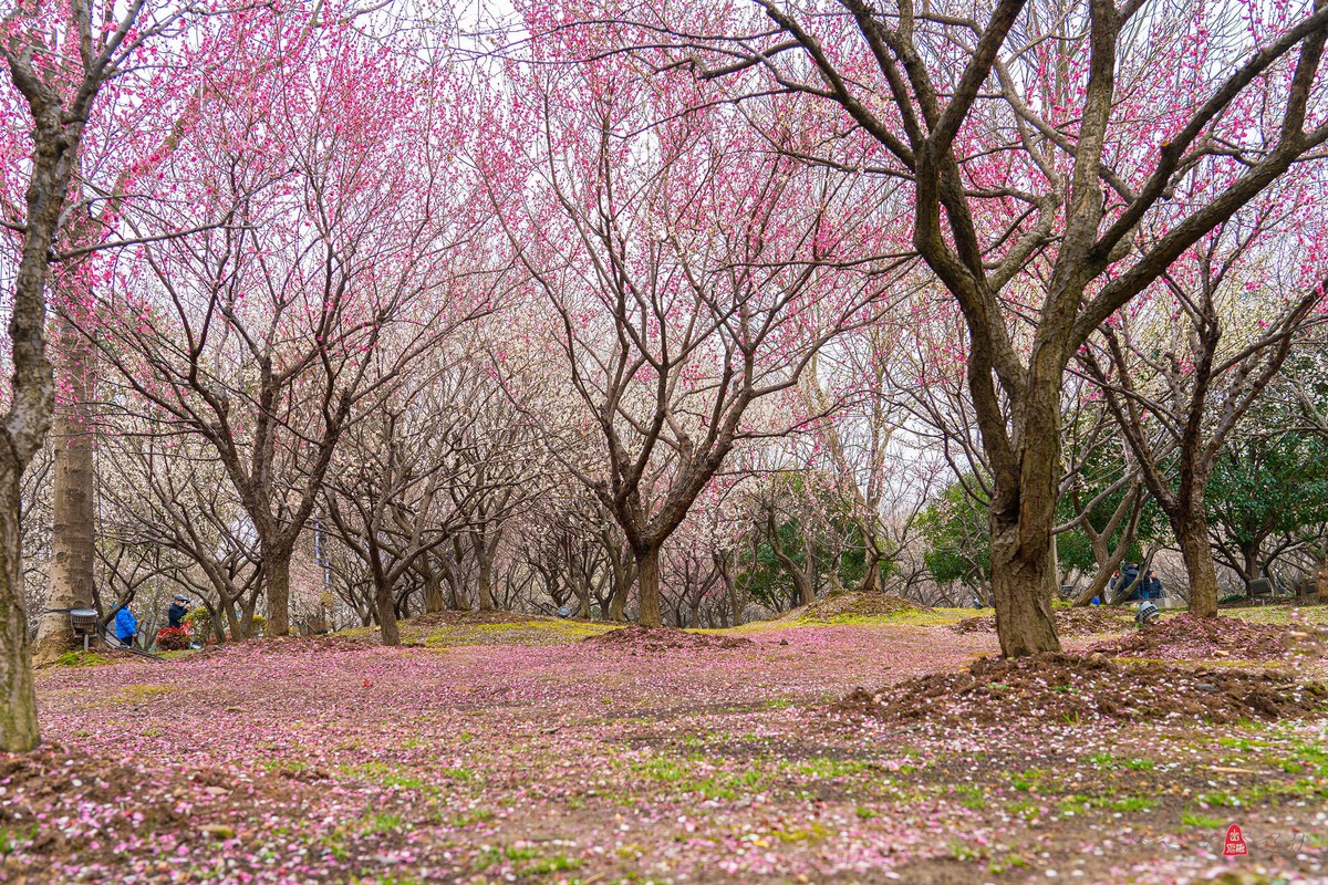 香雪海拍梅花   爱梅摄梅(九）