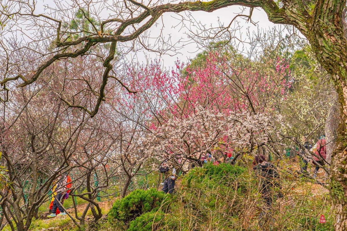 香雪海拍梅花   爱梅摄梅(九）