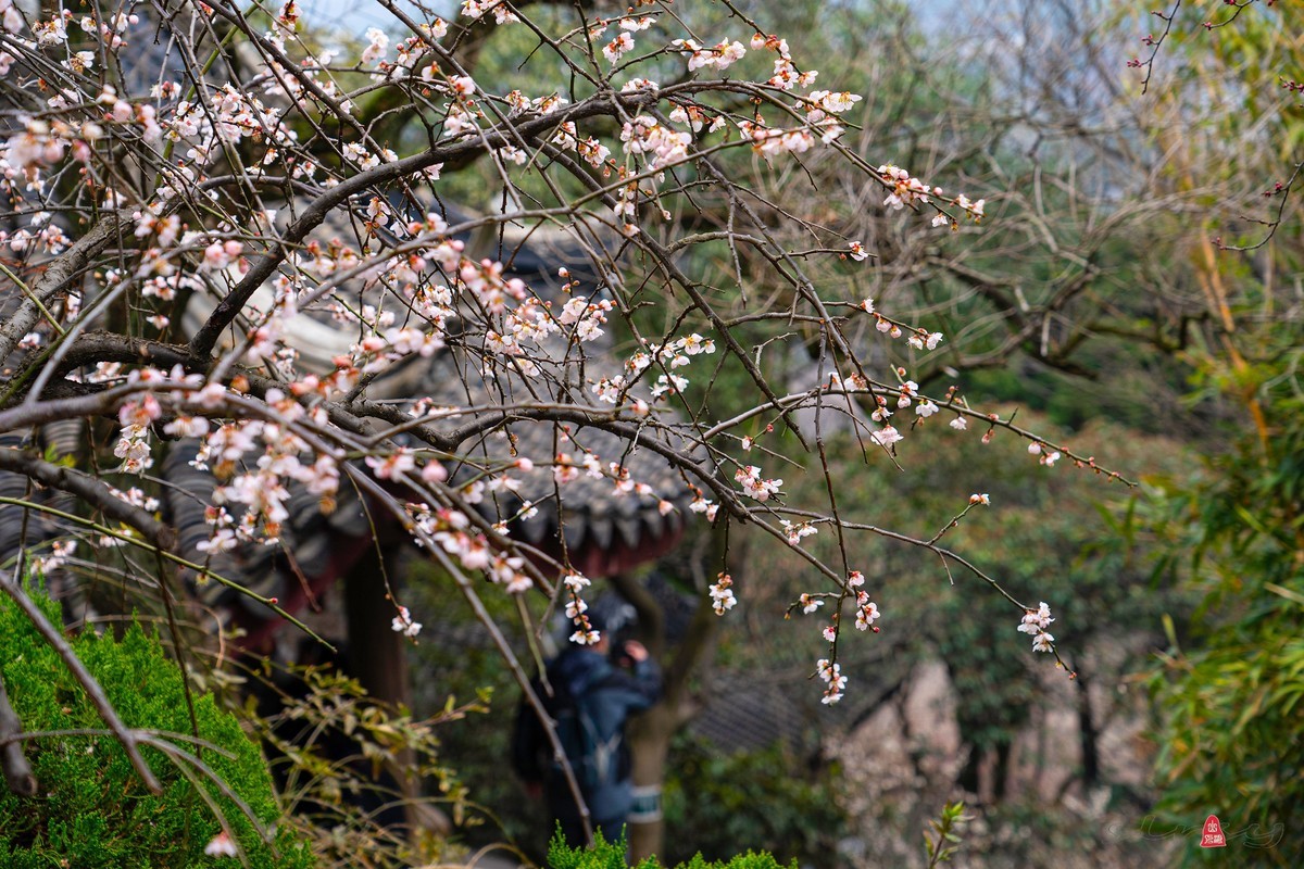 香雪海拍梅花   爱梅摄梅(九）