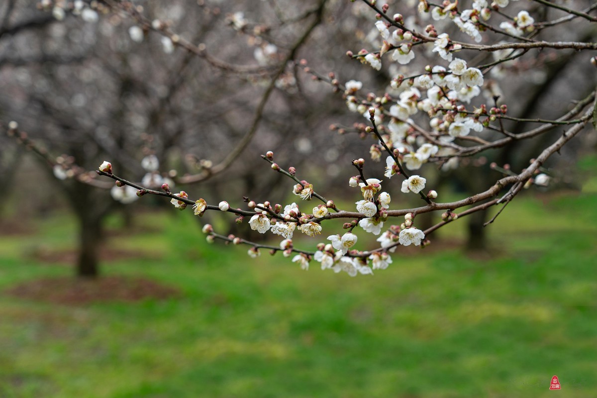 香雪海拍梅花   爱梅摄梅(九）