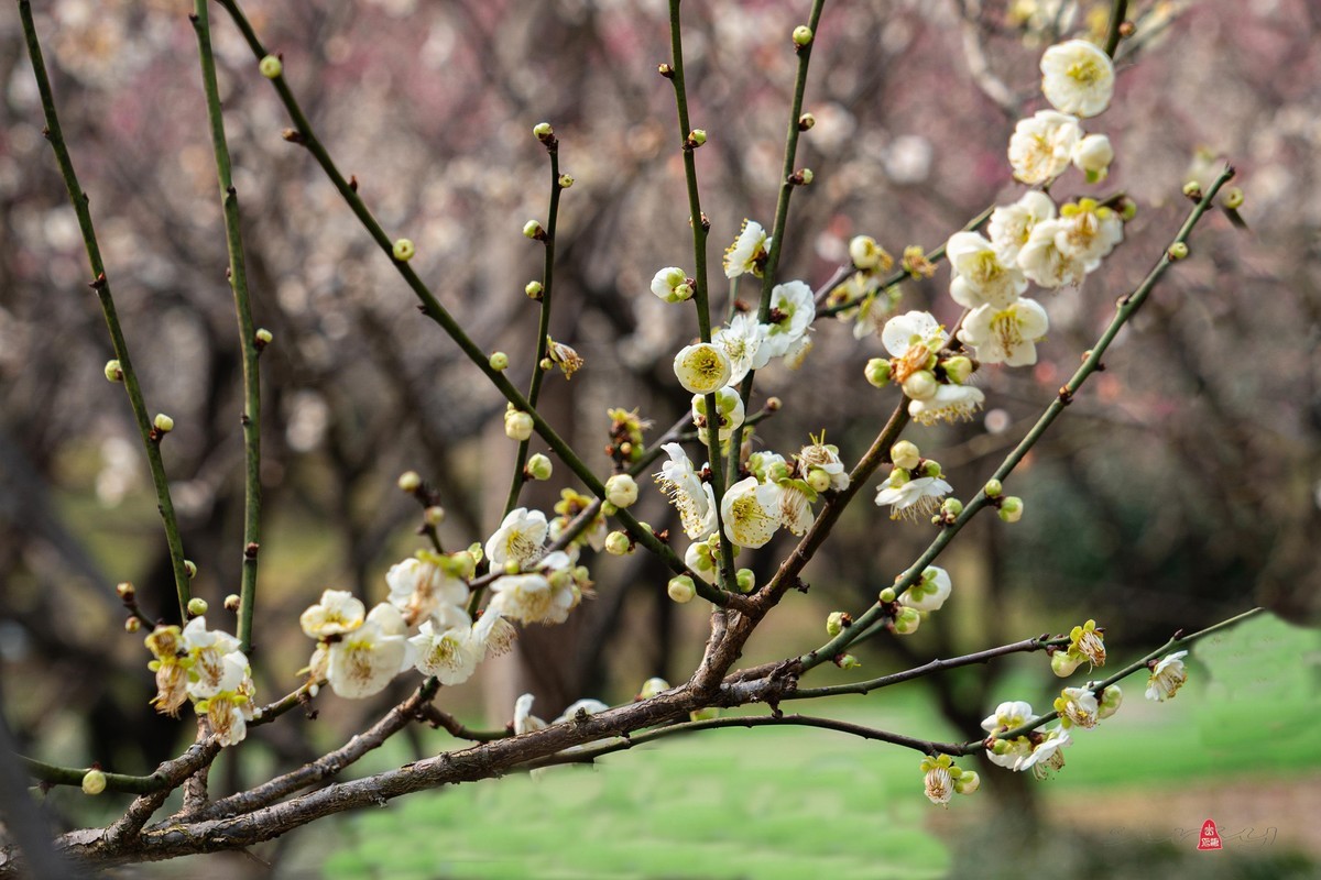 香雪海拍梅花   爱梅摄梅(九）
