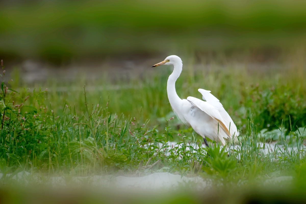 尼康D850+200-500拍的几种小鸟