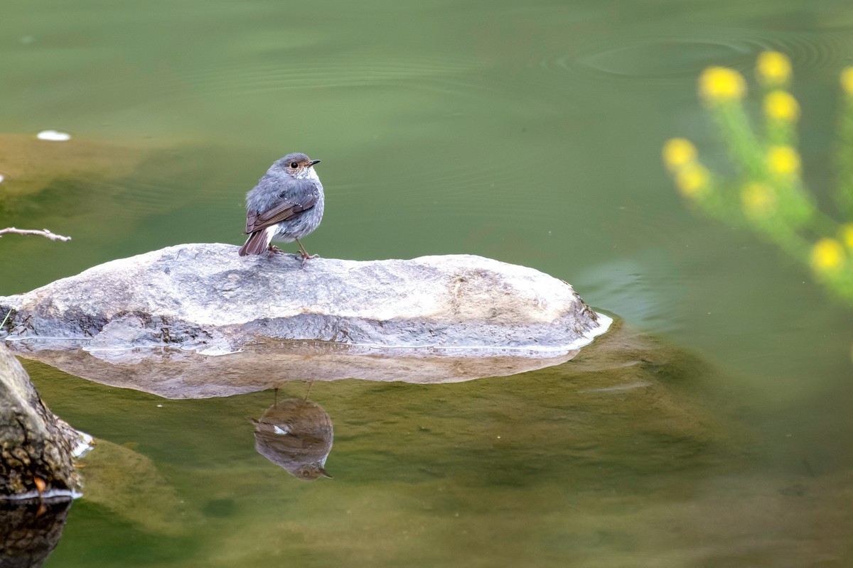尼康D850+200-500拍的几种小鸟