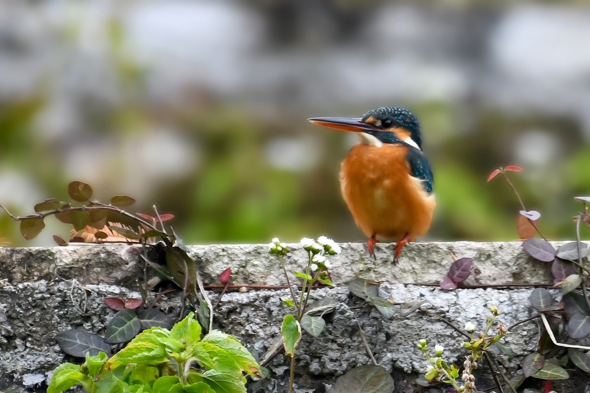 尼康D850+200-500拍的小鸟