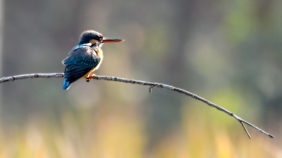 尼康D850+200-500拍的小鸟