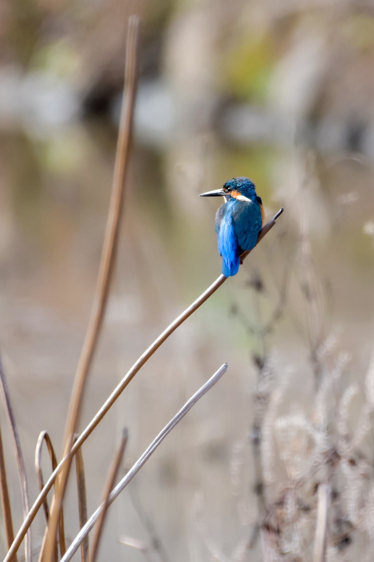 尼康D7200+200-500拍鸟