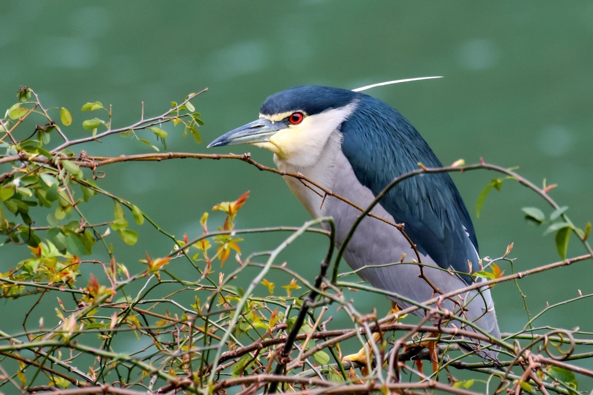 尼康D7200+200-500拍鸟