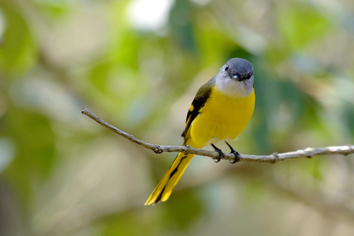 尼康D7200+200-500拍鸟