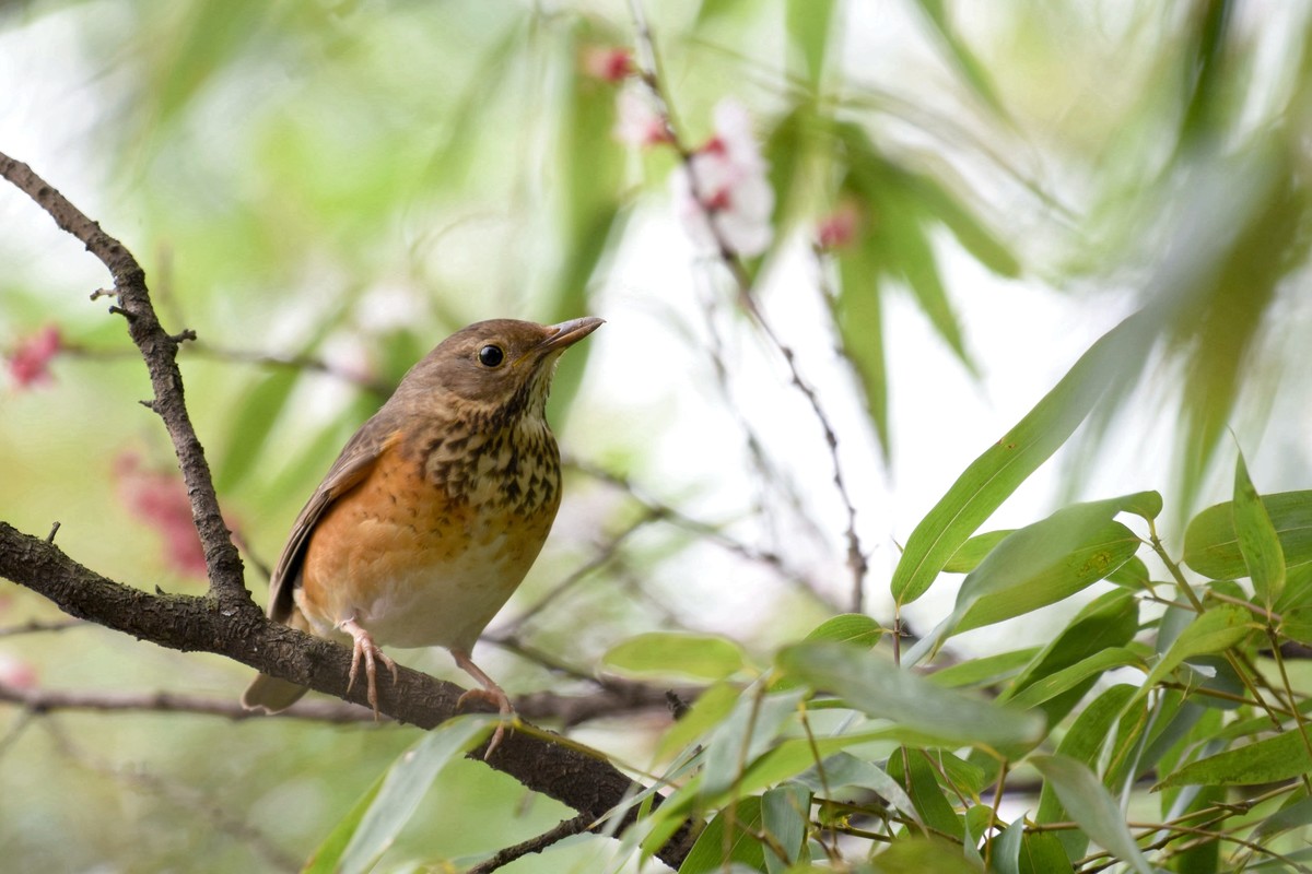 尼康D7200+200-500拍鸟