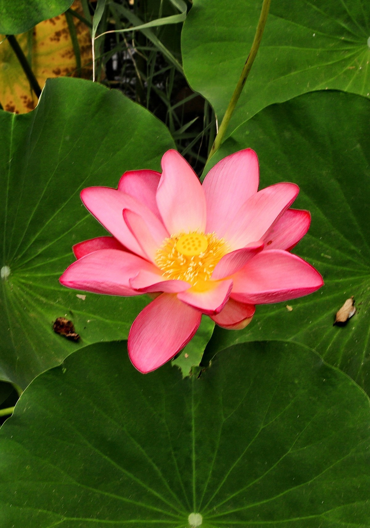 裕西(公园)荷花