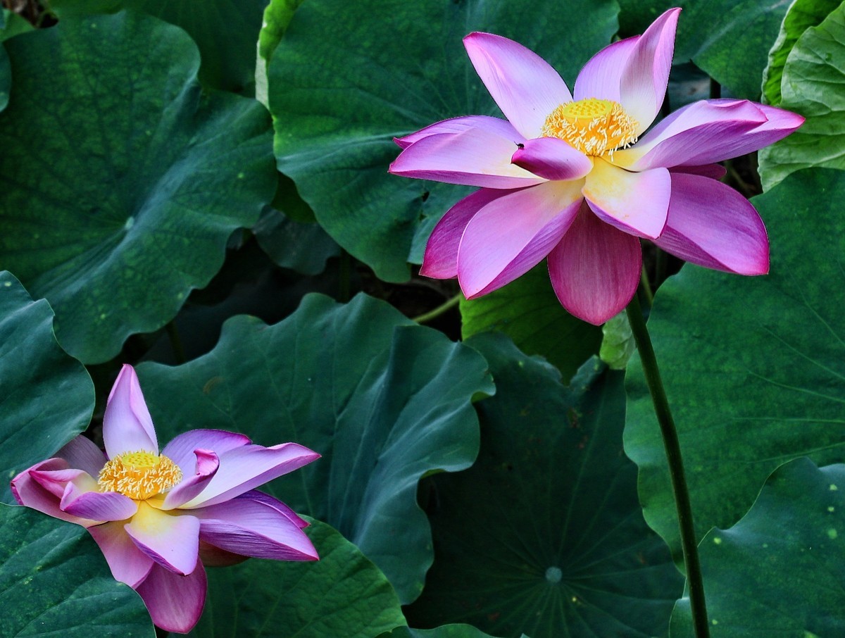 裕西(公园)荷花