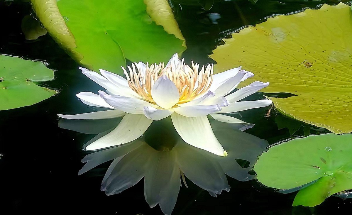 姿态各异之睡莲