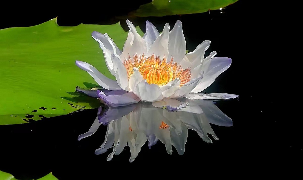 姿态各异之睡莲