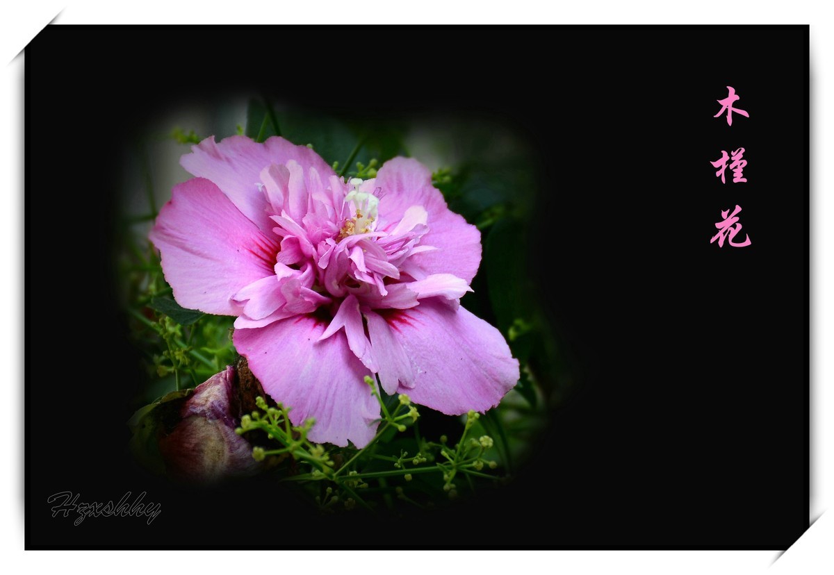 木槿花（2024253）